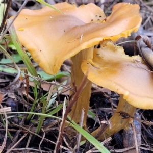 zz agaric (stem; gills not white/cream) at Molonglo Valley, ACT - 16 Jun 2022 12:16 PM