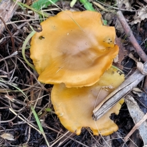 zz agaric (stem; gills not white/cream) at Molonglo Valley, ACT - 16 Jun 2022 12:16 PM