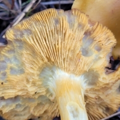 zz agaric (stem; gills not white/cream) at Molonglo Valley, ACT - 16 Jun 2022