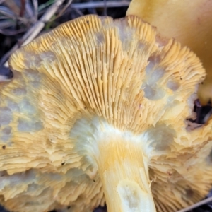 zz agaric (stem; gills not white/cream) at Molonglo Valley, ACT - 16 Jun 2022 12:16 PM