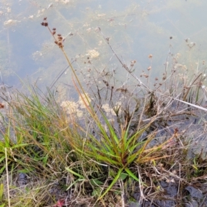 Juncus planifolius at Molonglo Valley, ACT - 16 Jun 2022