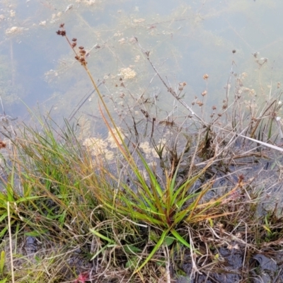 Juncus planifolius (broad-leaved rush) at Molonglo Valley, ACT - 16 Jun 2022 by trevorpreston