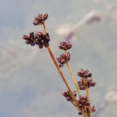 Juncus planifolius at Molonglo Valley, ACT - 16 Jun 2022