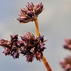 Juncus planifolius at Molonglo Valley, ACT - 16 Jun 2022