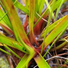 Juncus planifolius at Molonglo Valley, ACT - 16 Jun 2022