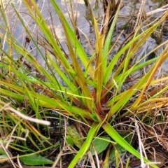 Juncus planifolius at Molonglo Valley, ACT - 16 Jun 2022