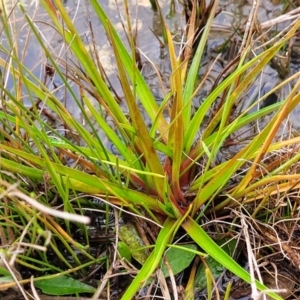 Juncus planifolius at Molonglo Valley, ACT - 16 Jun 2022