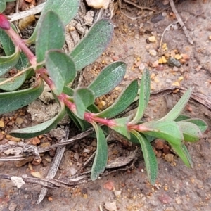 Hypericum perforatum at Molonglo Valley, ACT - 16 Jun 2022