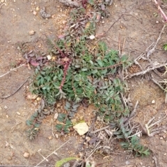 Hypericum perforatum at Molonglo Valley, ACT - 16 Jun 2022