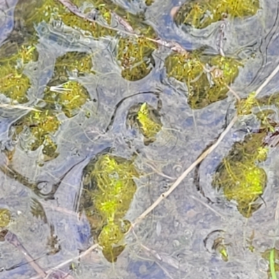 Unidentified Moss, Lichen, Liverwort, etc at Molonglo Valley, ACT - 16 Jun 2022 by trevorpreston