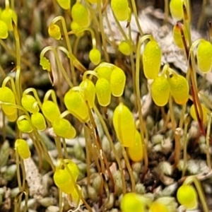 Rosulabryum sp. at Molonglo Valley, ACT - 16 Jun 2022