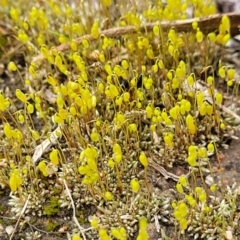 Rosulabryum sp. at Molonglo Valley, ACT - 16 Jun 2022