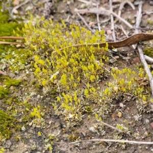 Rosulabryum sp. at Molonglo Valley, ACT - 16 Jun 2022