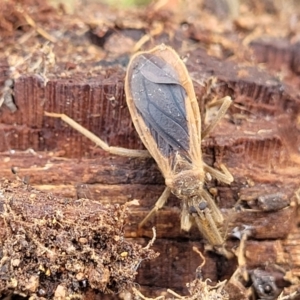 Opistoplatys australasiae at Molonglo Valley, ACT - 16 Jun 2022 12:32 PM