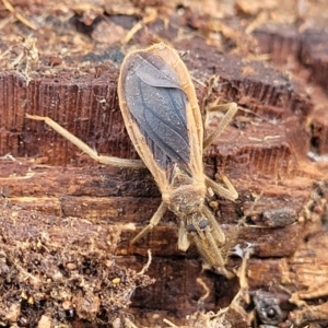 Opistoplatys australasiae at Molonglo Valley, ACT - 16 Jun 2022 12:32 PM