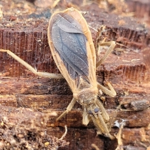 Opistoplatys australasiae at Molonglo Valley, ACT - 16 Jun 2022 12:32 PM