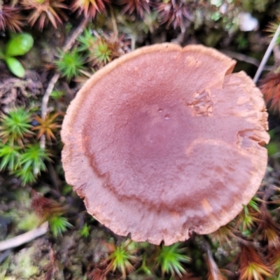 zz agaric (stem; gills not white/cream) at Molonglo Valley, ACT - 16 Jun 2022 by trevorpreston