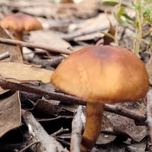 Cortinarius sp. at Stromlo, ACT - 16 Jun 2022