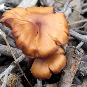 Cortinarius sp. at Stromlo, ACT - 16 Jun 2022 12:38 PM