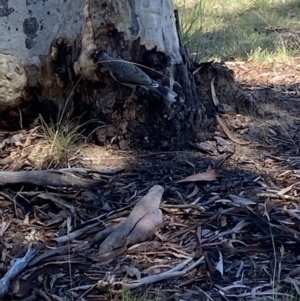 Manorina melanocephala at Mawson, ACT - 11 Mar 2022 01:41 PM