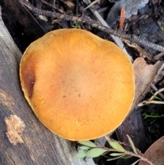 zz agaric (stem; gills not white/cream) at Stromlo, ACT - 16 Jun 2022 by trevorpreston