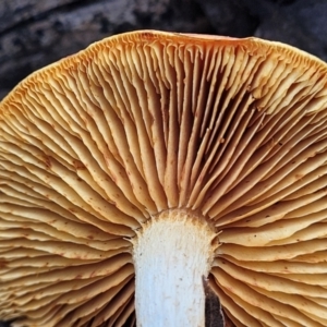 zz agaric (stem; gills not white/cream) at Stromlo, ACT - 16 Jun 2022