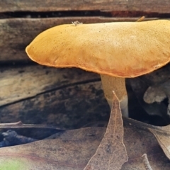 zz agaric (stem; gills not white/cream) at Stromlo, ACT - 16 Jun 2022