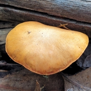 zz agaric (stem; gills not white/cream) at Stromlo, ACT - 16 Jun 2022