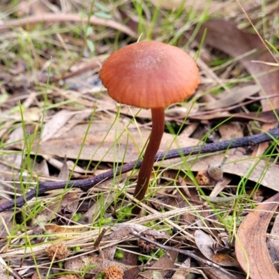 Laccaria sp. (Laccaria) at Stromlo, ACT - 16 Jun 2022 by trevorpreston