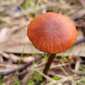 Laccaria sp. at Stromlo, ACT - 16 Jun 2022