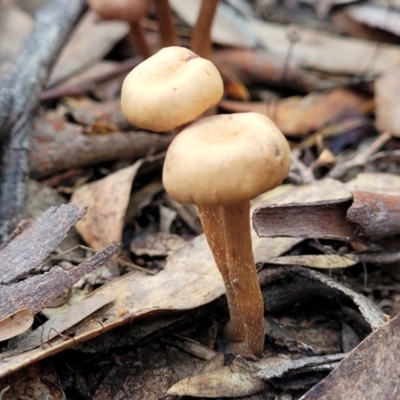 Unidentified Cap on a stem; gills below cap [mushrooms or mushroom-like] at Stromlo, ACT - 16 Jun 2022 by trevorpreston