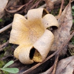 Scleroderma sp. (Scleroderma) at Stromlo, ACT - 16 Jun 2022 by trevorpreston