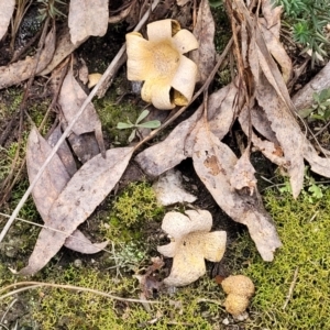 Scleroderma sp. at Stromlo, ACT - 16 Jun 2022