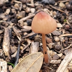 Mycena sp. (Mycena) at Stromlo, ACT - 16 Jun 2022 by trevorpreston