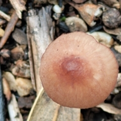 Mycena sp. at Stromlo, ACT - 16 Jun 2022 12:57 PM