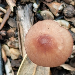 Mycena sp. at Stromlo, ACT - 16 Jun 2022 12:57 PM