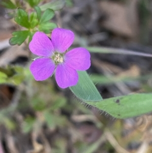 Geranium solanderi at Jerrabomberra, NSW - 16 Jun 2022