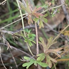 Geranium solanderi at Jerrabomberra, NSW - 16 Jun 2022