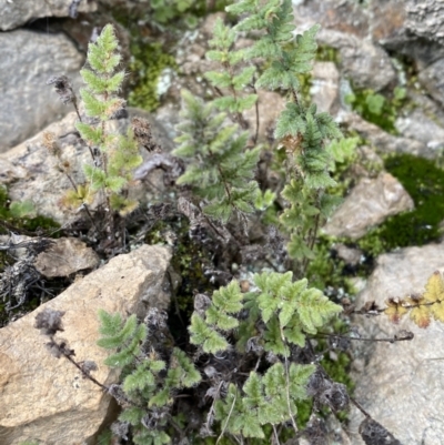 Cheilanthes distans (Bristly Cloak Fern) at Jerrabomberra Creek - 16 Jun 2022 by SteveBorkowskis