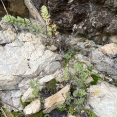 Cheilanthes distans at Jerrabomberra, NSW - 16 Jun 2022