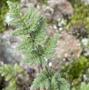 Cheilanthes distans at Jerrabomberra, NSW - 16 Jun 2022