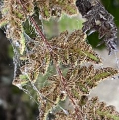 Cheilanthes distans at Jerrabomberra, NSW - 16 Jun 2022 04:09 PM