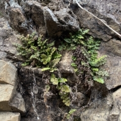 Asplenium subglandulosum (Blanket Fern) at Jerrabomberra, NSW - 16 Jun 2022 by SteveBorkowskis