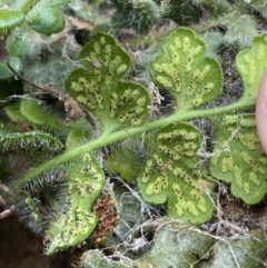 Asplenium subglandulosum at Jerrabomberra, NSW - 16 Jun 2022