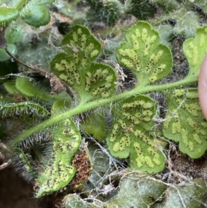 Asplenium subglandulosum at Jerrabomberra, NSW - 16 Jun 2022