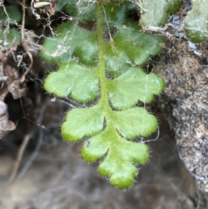 Pleurosorus rutifolius at Jerrabomberra, NSW - 16 Jun 2022