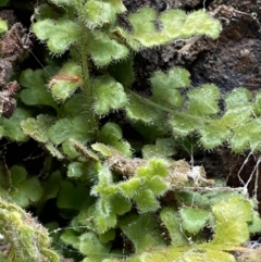 Pleurosorus rutifolius at Jerrabomberra, NSW - 16 Jun 2022