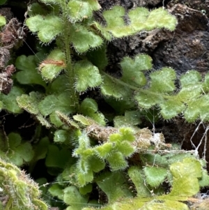 Asplenium subglandulosum at Jerrabomberra, NSW - 16 Jun 2022