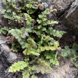 Asplenium subglandulosum at Jerrabomberra, NSW - 16 Jun 2022