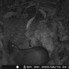 Perameles nasuta (Long-nosed Bandicoot) at Namadgi National Park - 9 Jun 2022 by heatherb1997